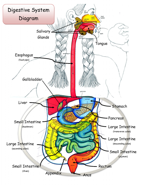 Digestive System Diagram – 101 Diagrams