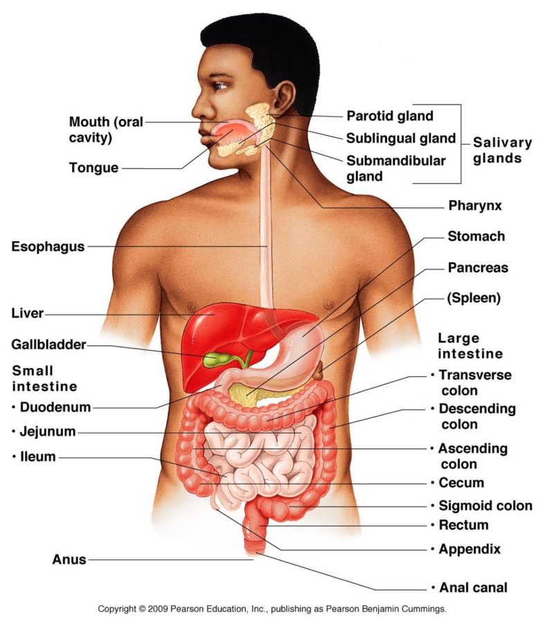 digestive system diagram anatomy