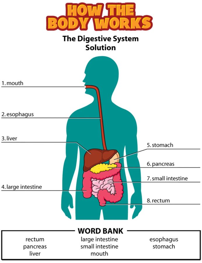 digestive system diagram for kids