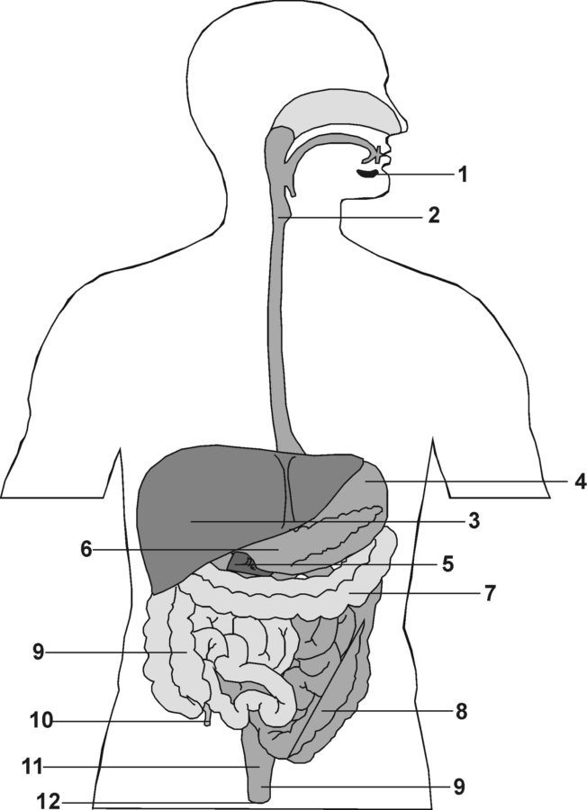 human body diagram unlabeled