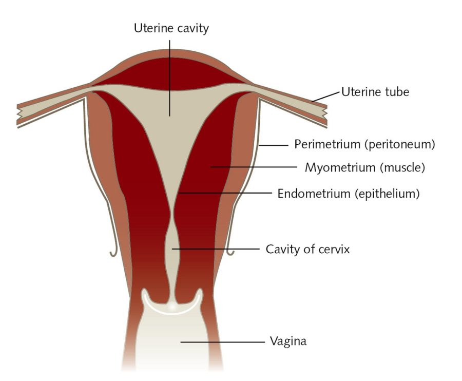 cervix diagram muscle