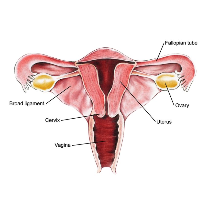 cervix diagram ovaries
