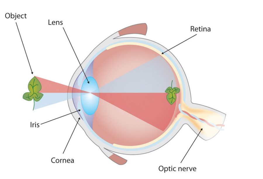 diagram of the eye kids