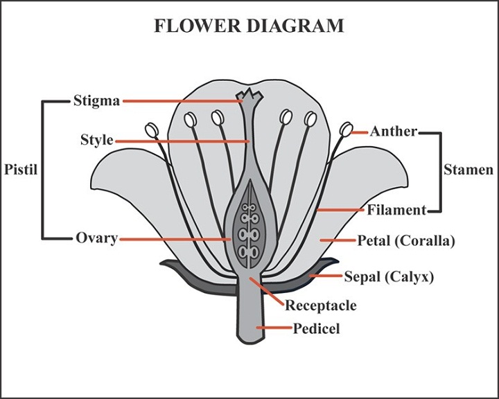 flower diagram part