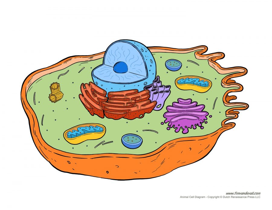 animal cell diagram blank