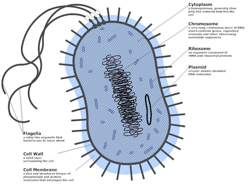 bacteria diagram cell