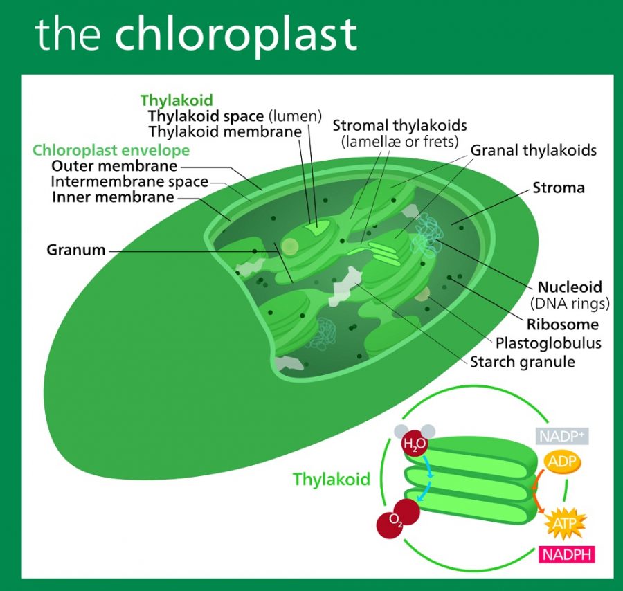 chloroplast diagram anatomy