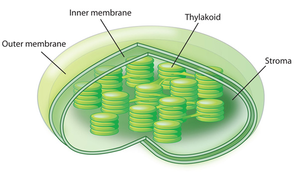 chloroplast diagram cell