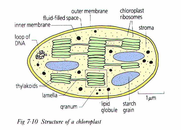 chloroplast diagram structure