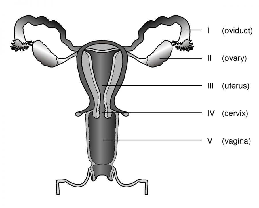 diagram of female reproductive system standard