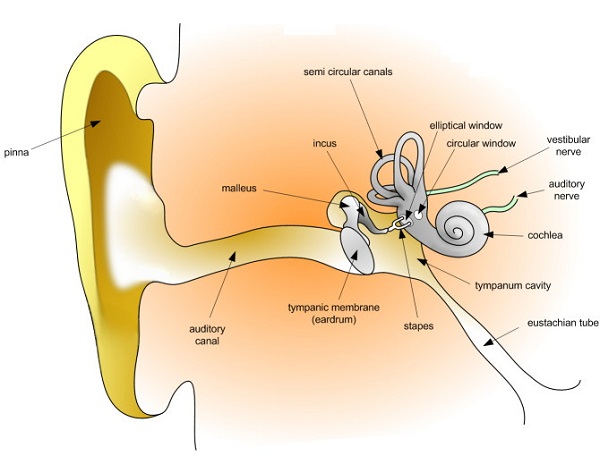 diagram of the ear for kids