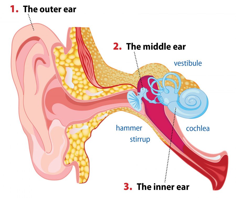 diagram of the ear part