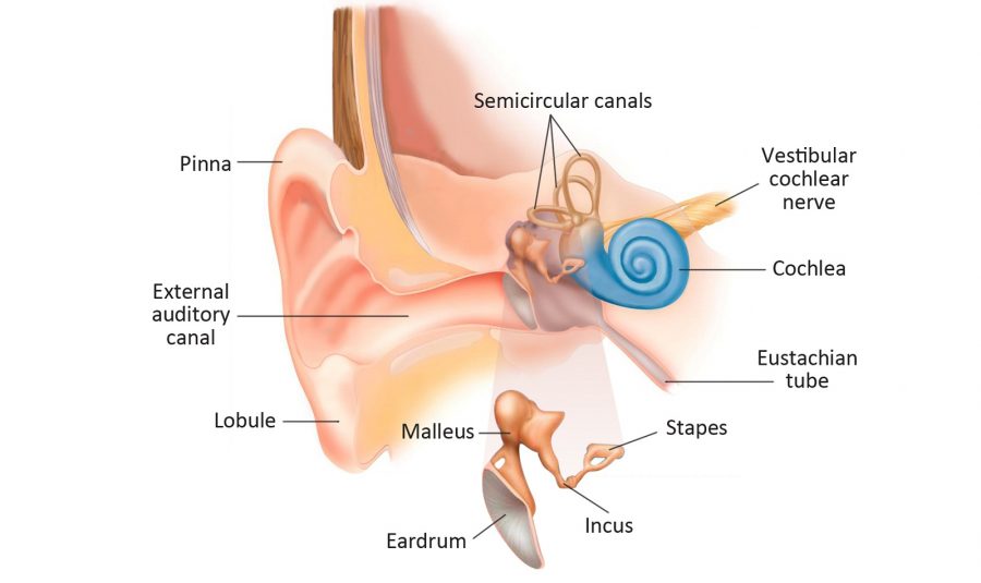diagram of the ear structure