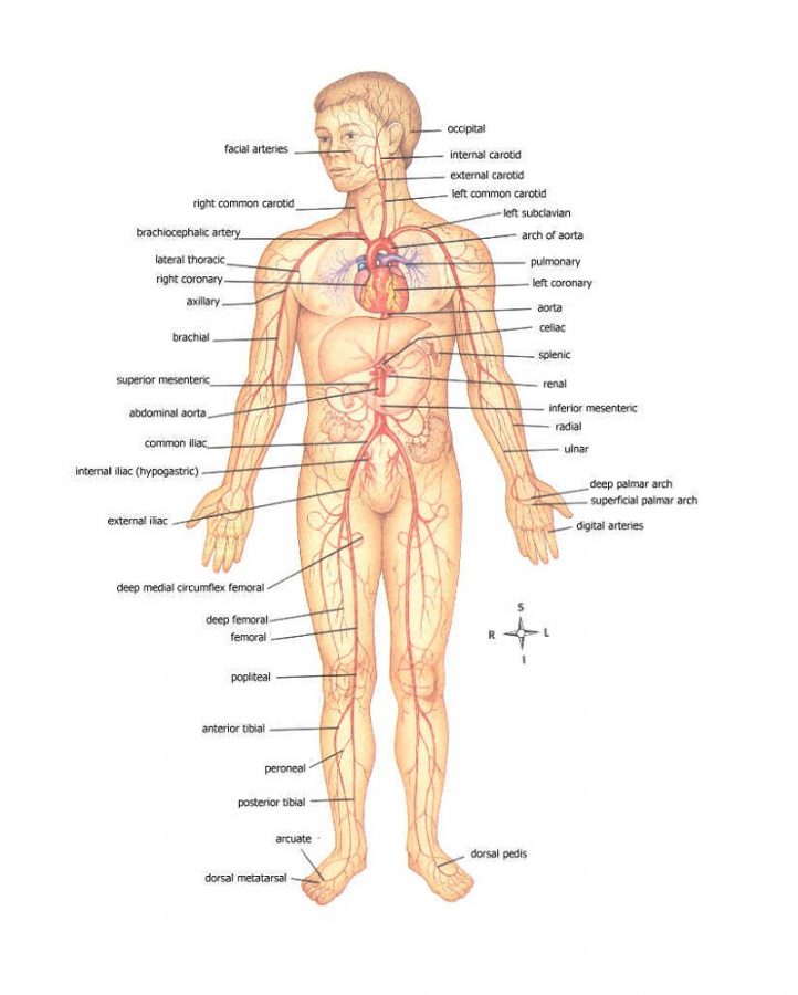 diagram of the human body anatomy
