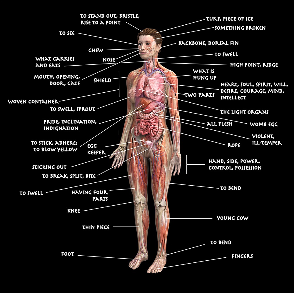 parts of human body presentation