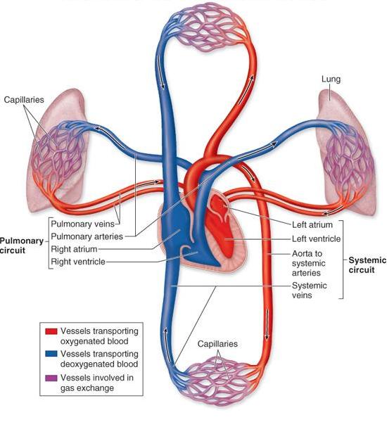 heart blood flow diagram lung
