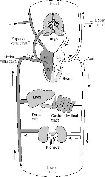 heart blood flow diagram organ