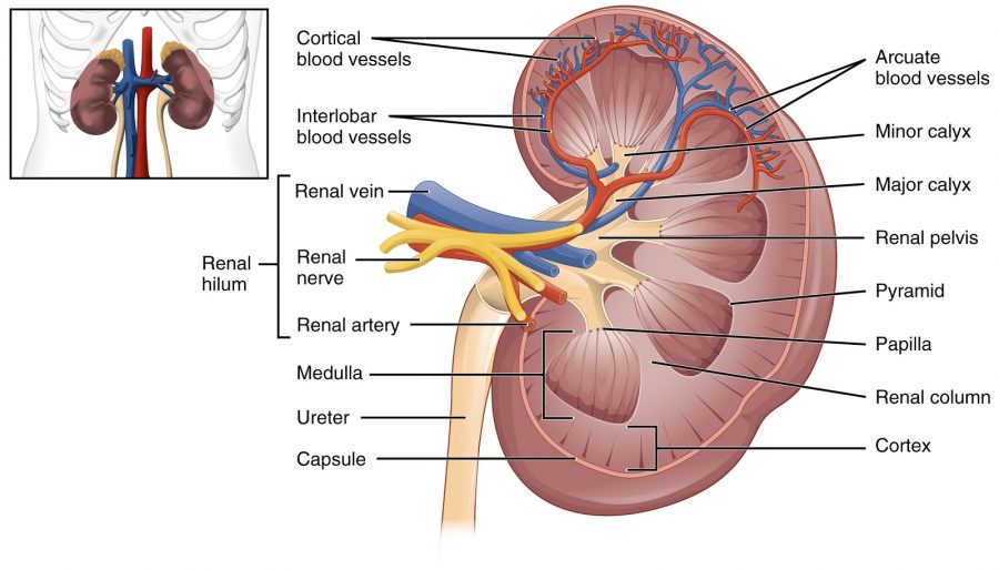 kidney diagram biology