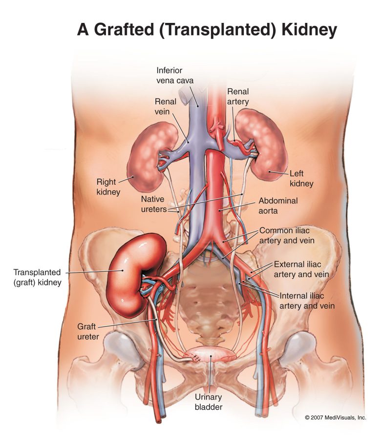 kidney diagram human