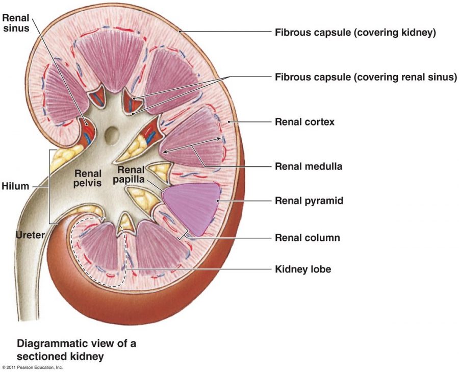kidney diagram structure