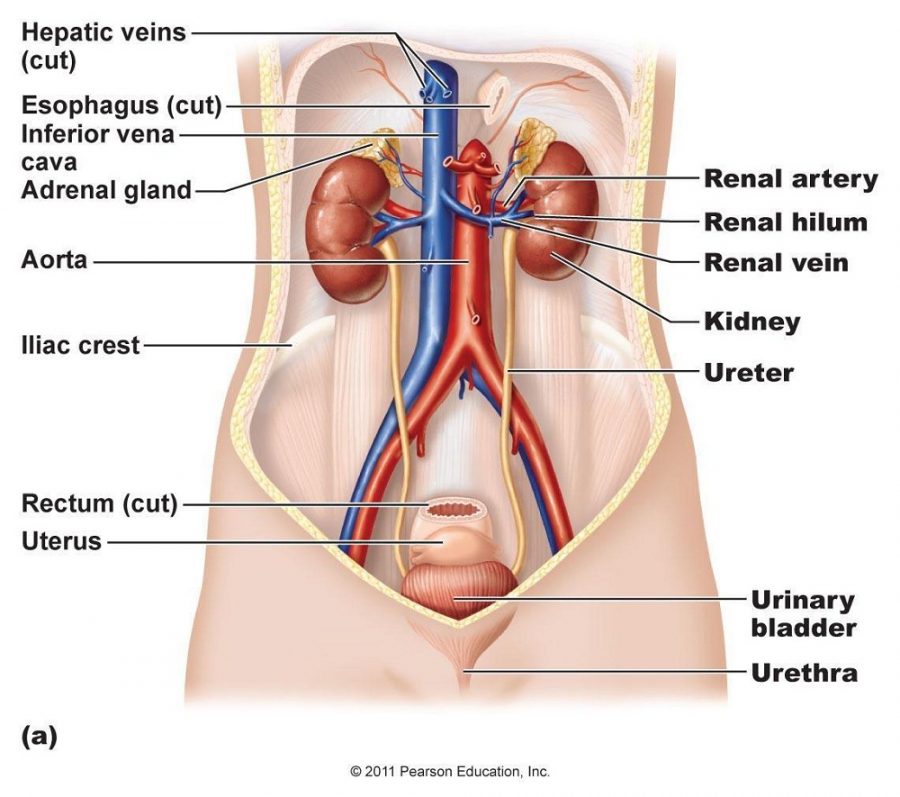 kidney diagram system