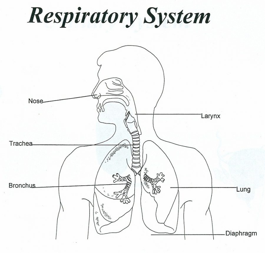 lungs diagram human
