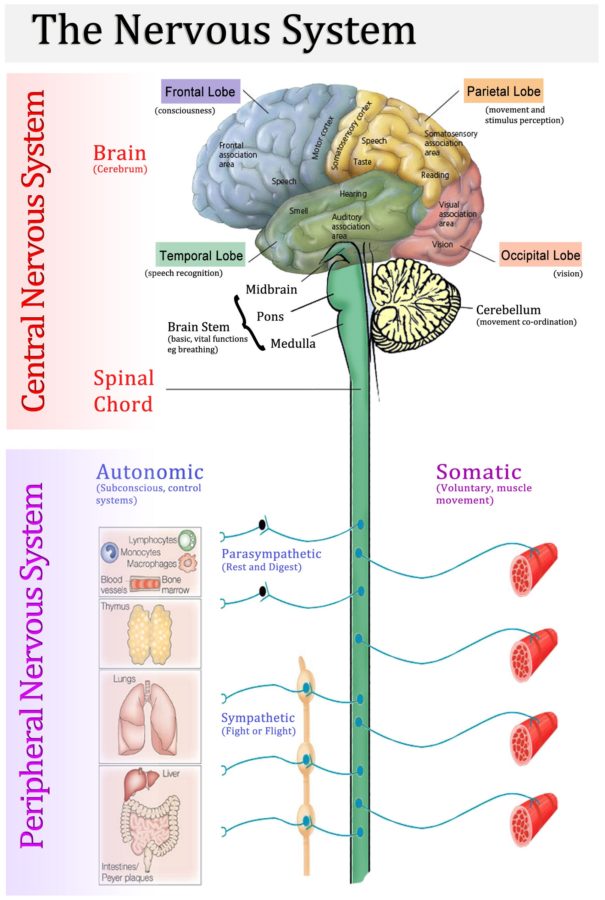 nervous system diagram central