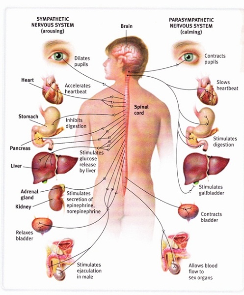 nervous system diagram organ