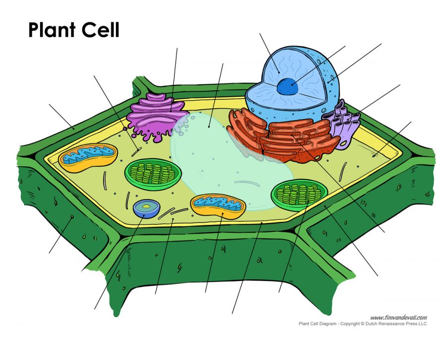plant cell diagram blank