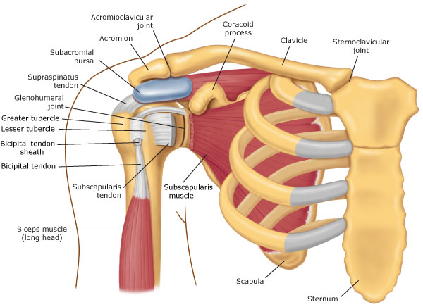 shoulder diagram anatomy