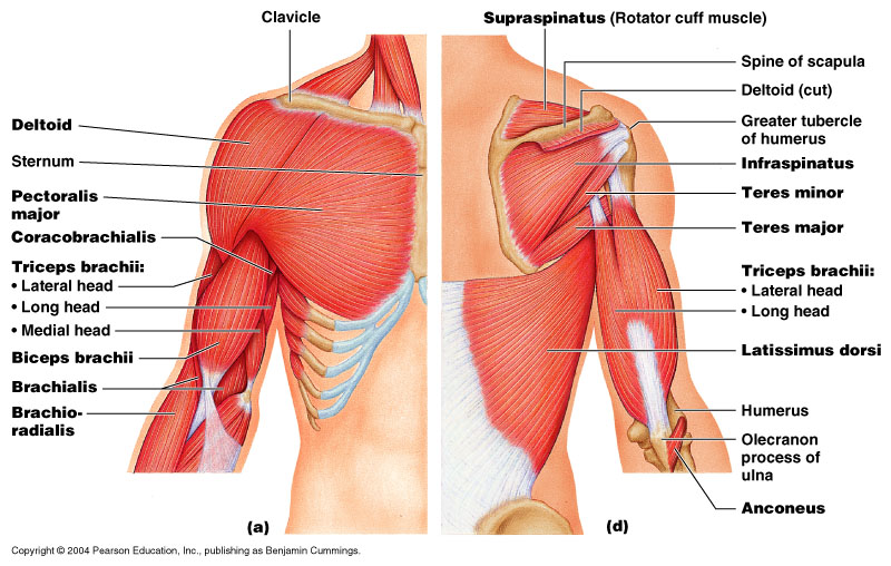 shoulder diagram posterior