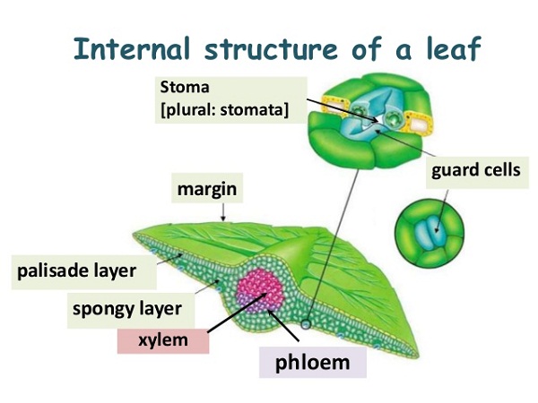 diagram of a leaf detailed