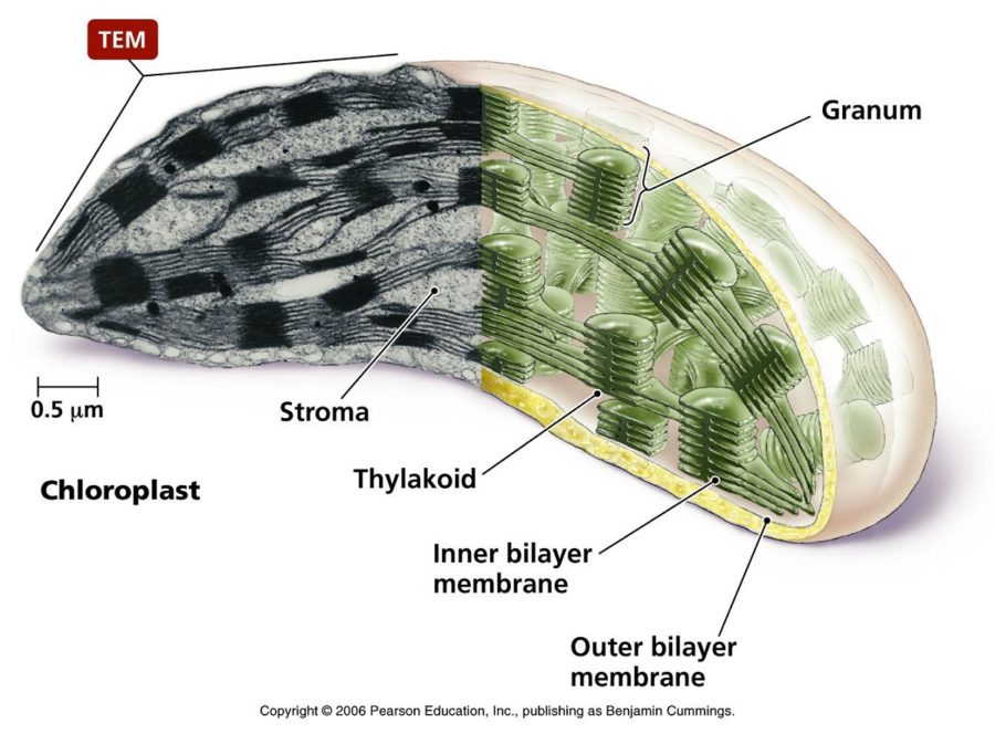 diagram of chloroplast cells