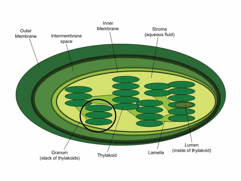 diagram of chloroplast labeled