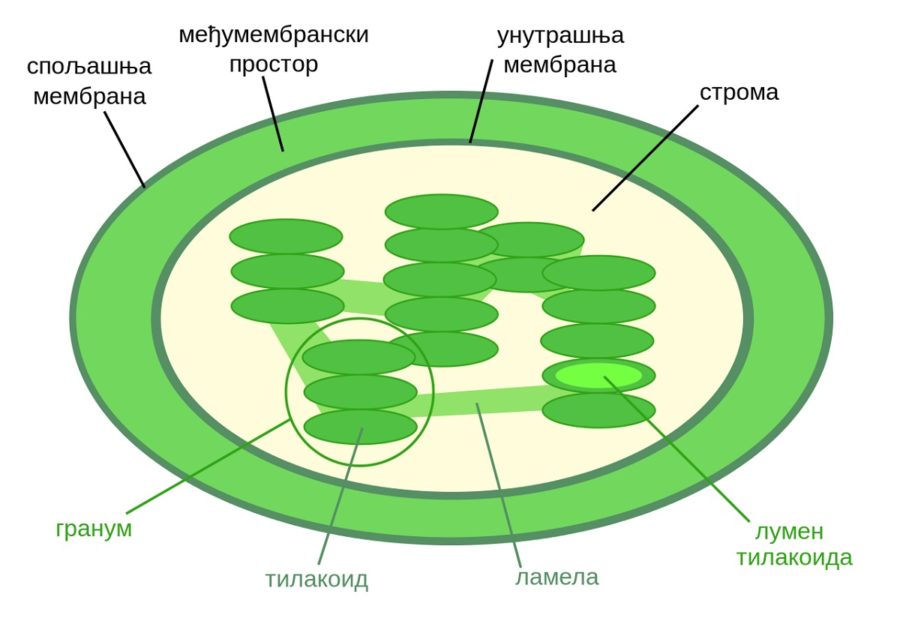 diagram of chloroplast structure