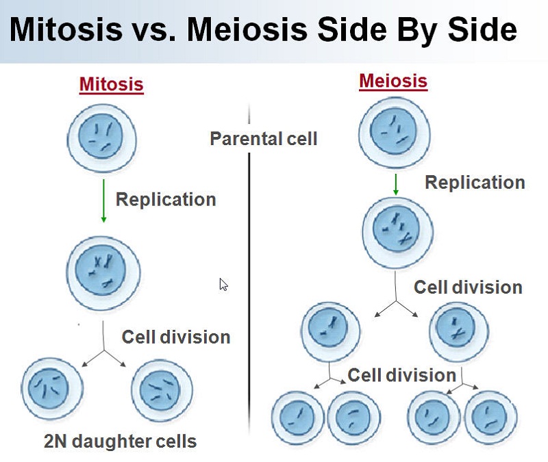 diagram of meiosis labeled
