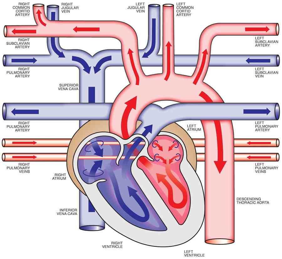 diagram of the heart anatomy