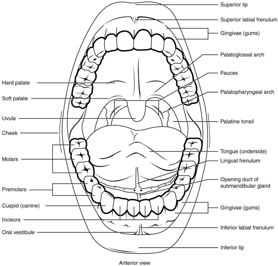 diagram of the mouth human