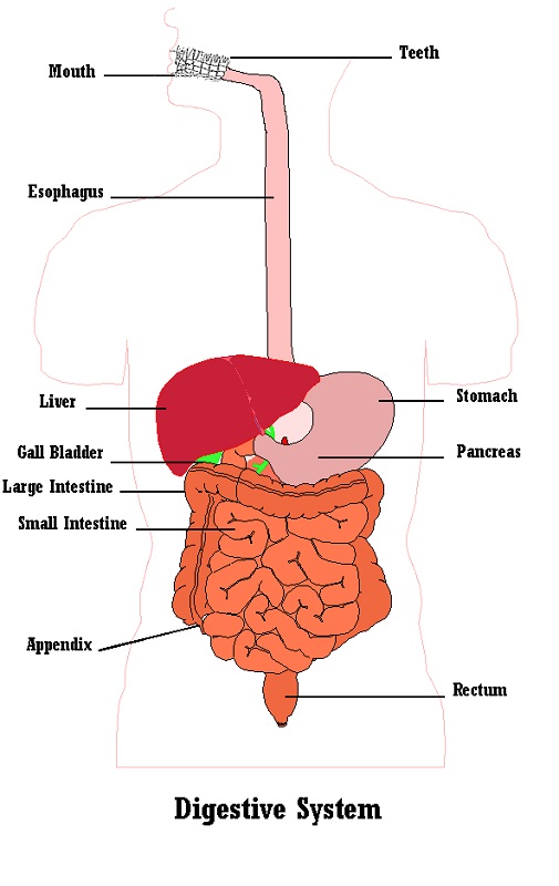 digestive tract diagram labeled