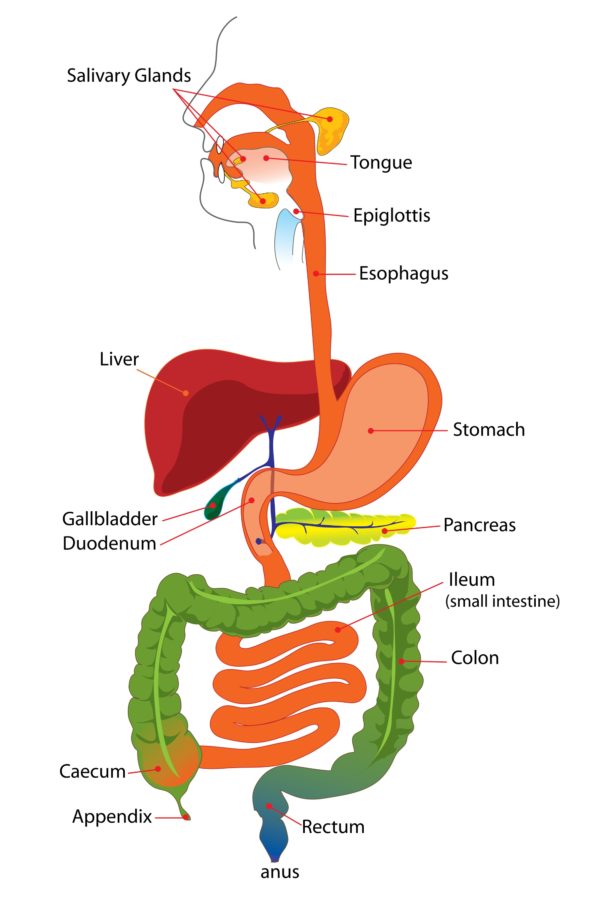 digestive tract diagram organs