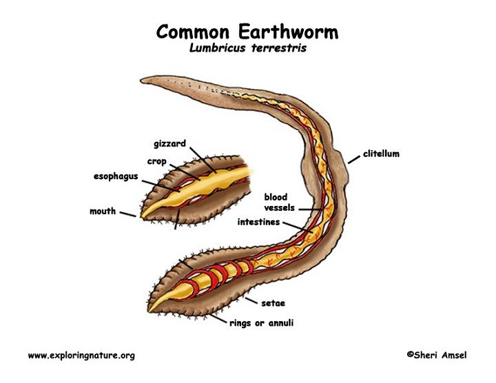 earthworm diagram parts