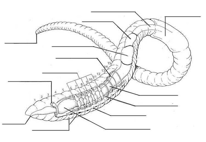 earthworm diagram unlabeled