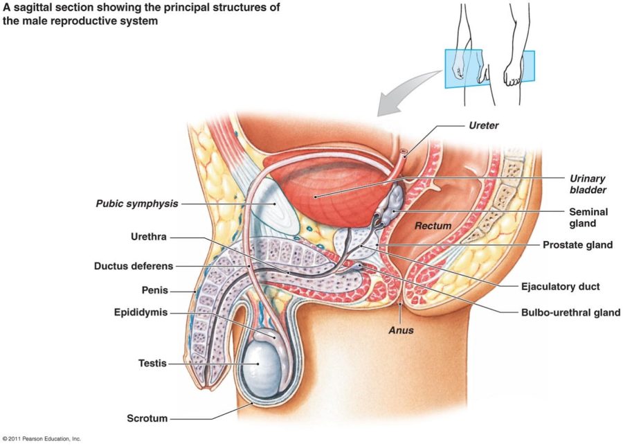 male reproductive system diagram anatomy