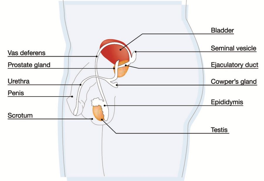male reproductive system diagram detail