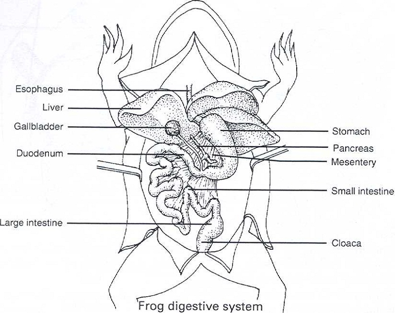 diagram of a frog organs