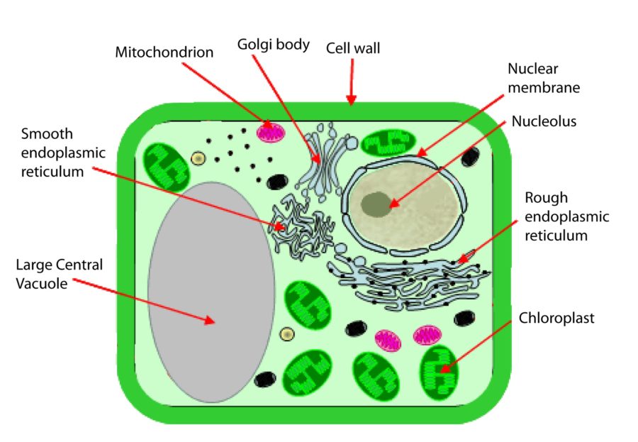 diagram of a plant cell structure