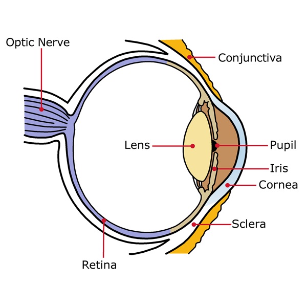 diagram of an eye simple