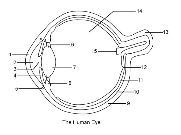 diagram of an eye unlabeled