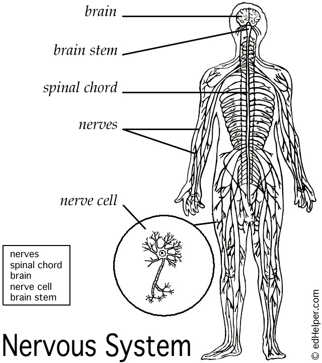 diagram of nervous system central