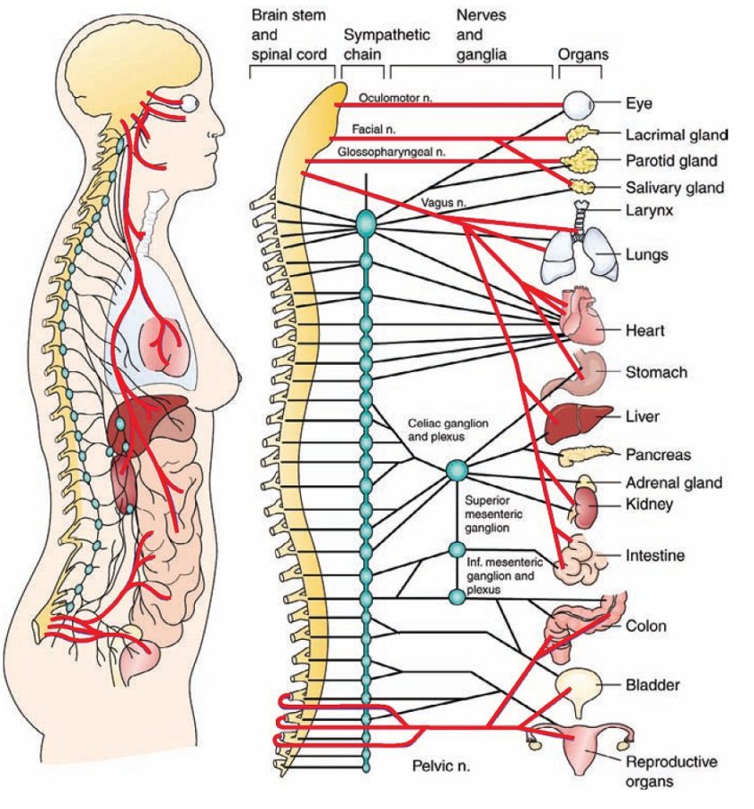diagram of nervous system human